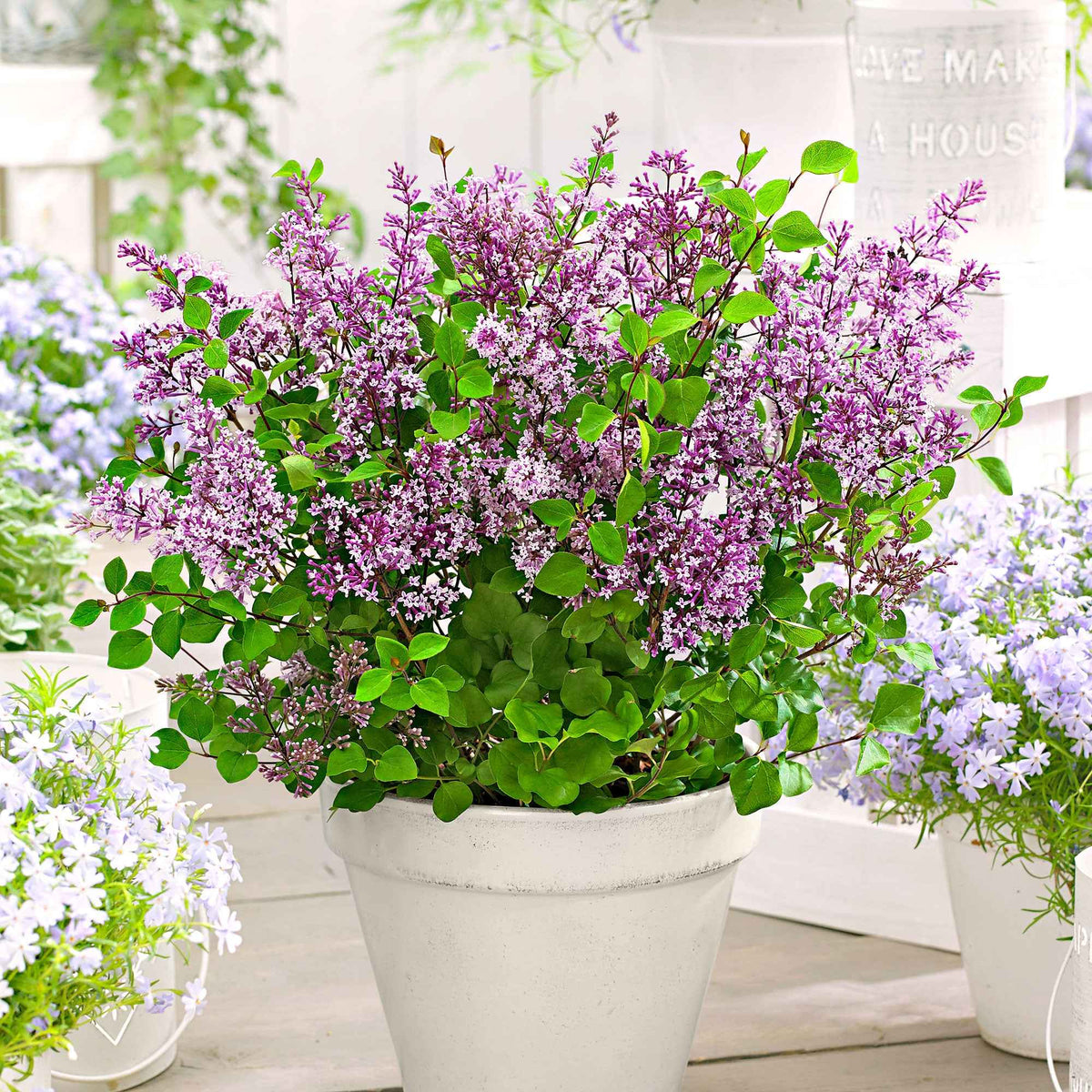 Lilas nain Dark Purple - Willemse
