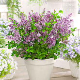 Lilas nain Dark Purple - Willemse