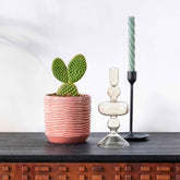 Cactus Opuntia Microdasys - Willemse