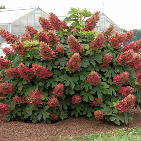 Hortensia à feuilles de chêne Ruby Slippers® - Hydrangea quercifolia ruby slippers'® - Willemse