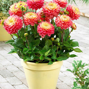 3 Dahlias Melody Allegro - Dahlia 'melody allegro' - Willemse