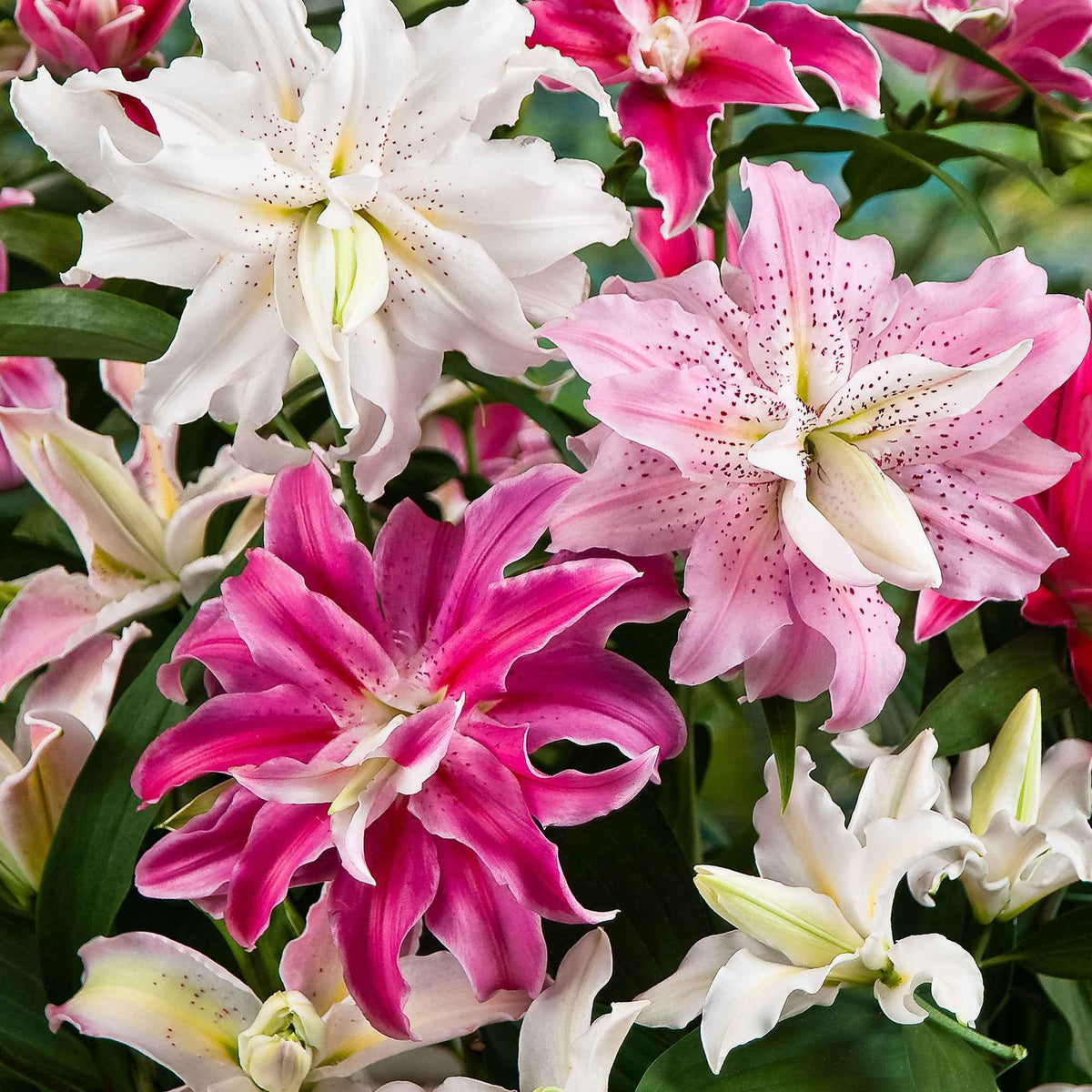 3 Lis à fleurs doubles The Roses en mélange - Lilium oriental 'the roses' - Plantes