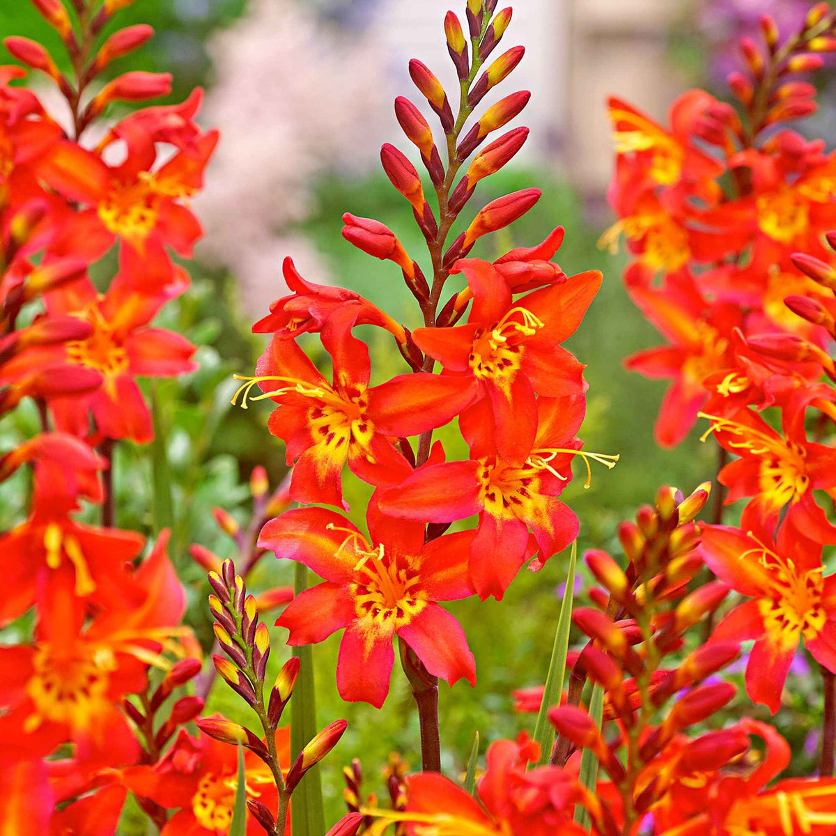 10 Crocosmia Prince of Orange - Crocosmia  'prince of orange' - Plantes