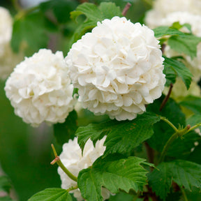 Viornes - Viorne Boule de neige - Viburnum opulus Roseum