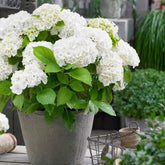 Hortensia blanc - Willemse