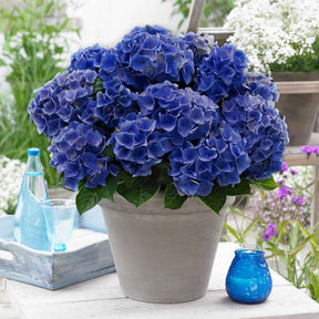 Hortensia Blue Boogie Woogie® - Willemse