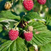 Framboisier nain Sweet Sister - Rubus idaeus 'sweet sister' - Plantes