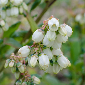 Myrtille Vaccinium 'Brigitta Blue' Bleu - Bio - Fruits