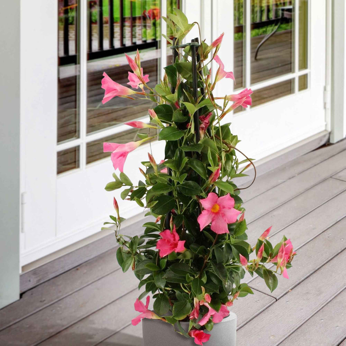 Jasmin du Brésil - Dipladenia pyramide rose - Willemse