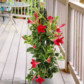 Jasmin du Brésil - Dipladenia pyramide rouge - Willemse