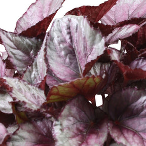 Bégonia Beleaf Maori Haze - Begonia beleaf maori haze