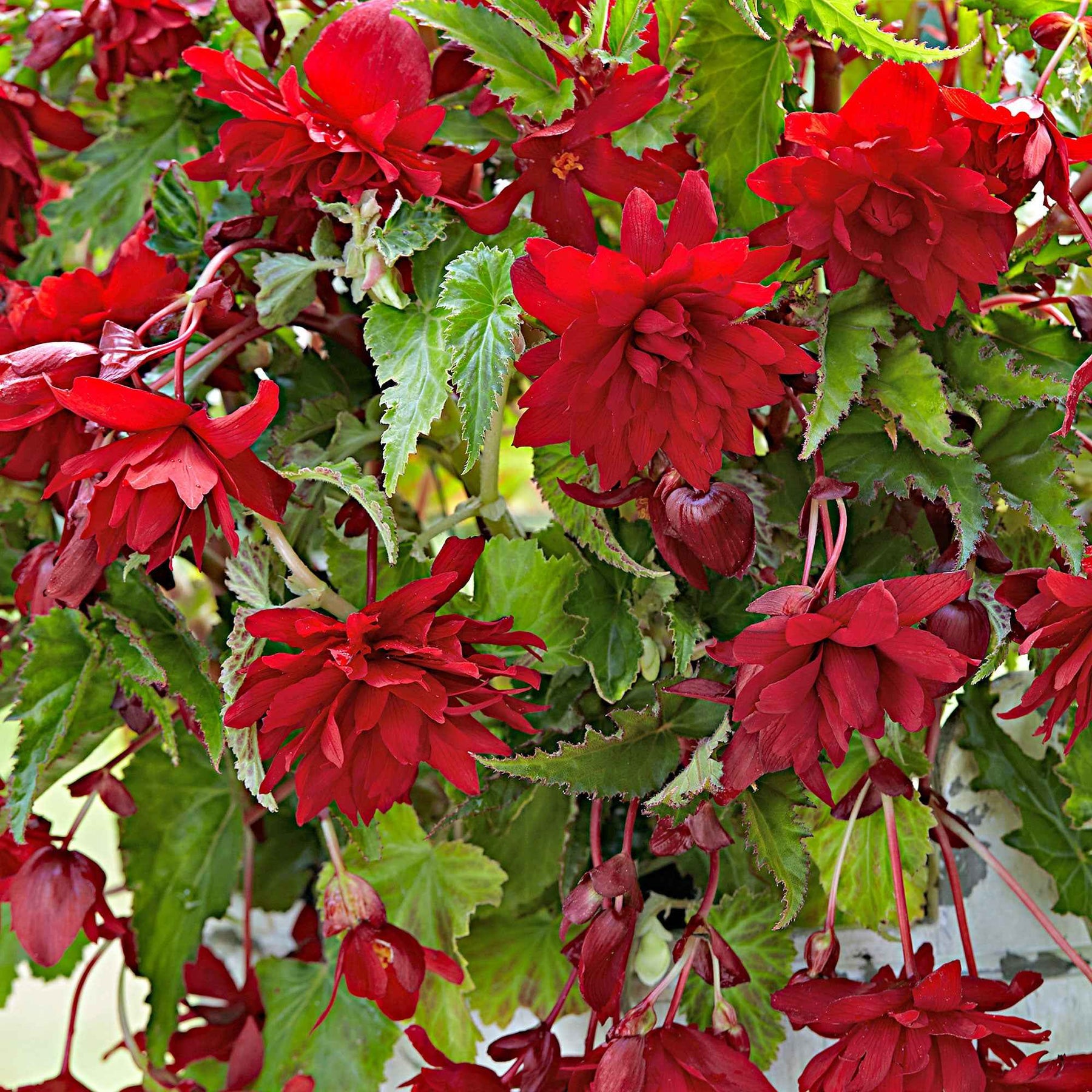 Begonia retombant 'Scarlet' - Begonia pendula 'scarlet' - Bulbes à fleurs