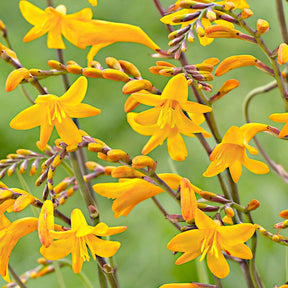 20 Crocosmia Sunglow - Crocosmia  'sunglow' - Willemse