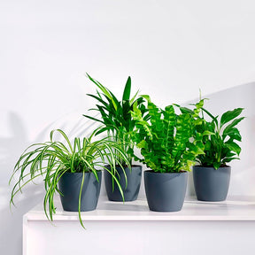 Collection de plantes dépolluantes et ses cache-pots gris ELHO - Willemse
