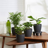Plantes d'intérieur tropicales et ses cache-pots gris ELHO - Willemse