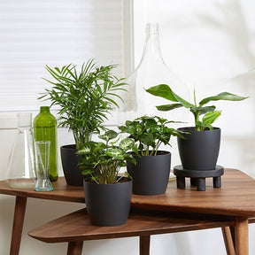 Plantes d'intérieur tropicales et ses cache-pots gris ELHO - Willemse