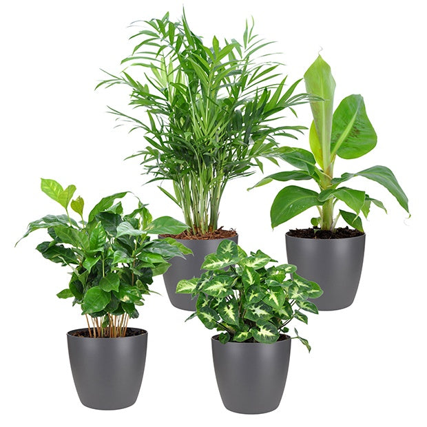 Collection de 4 plantes d'intérieur tropicales + cache pots Elho gris - Chamaedorea, Syngonium, Musa, Coffea 'Fresh'