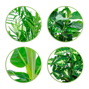 Chamaedorea, Syngonium, Musa, Coffea 'Fresh' - Plantes d'intérieur tropicales et ses cache-pots gris ELHO - Plantes dépolluantes