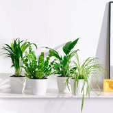 Collection de plantes dépolluantes et ses cache-pots blancs ELHO - Willemse