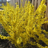 Forsythia Mikador - Willemse