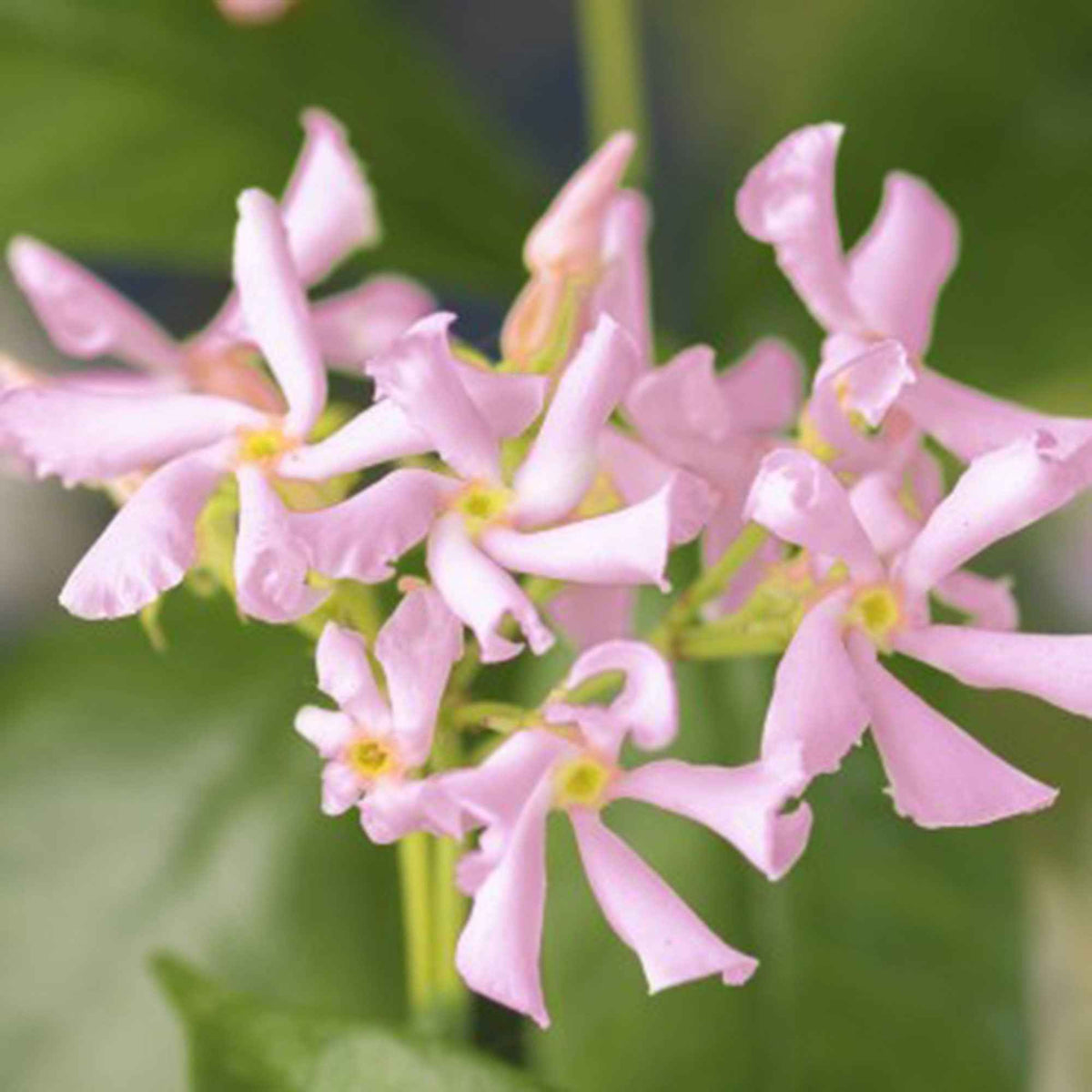 Jasmin étoilé Trachelospermum 'Star of Ibiza' rose - Arbustes