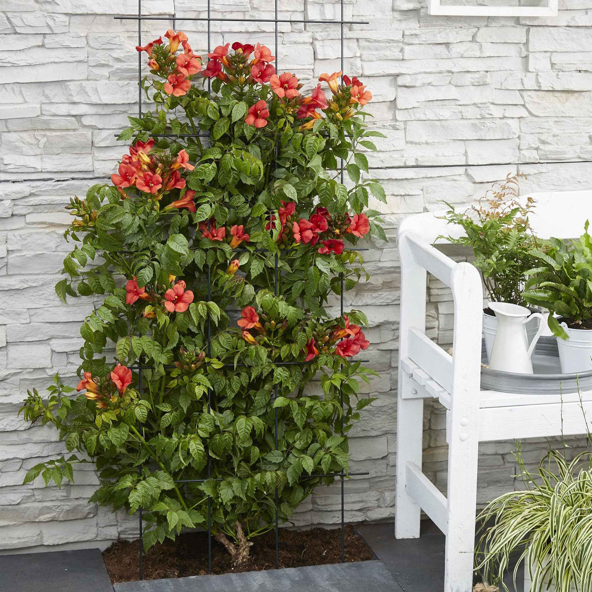 Bignone Fire Trumpet - Campsis x tagliabuana 'fire trumpet' - Plantes