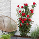 Rosier grimpant Crazy in Love rouge - Willemse