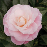 Camélia du Japon Nuccio's Cameo - Willemse