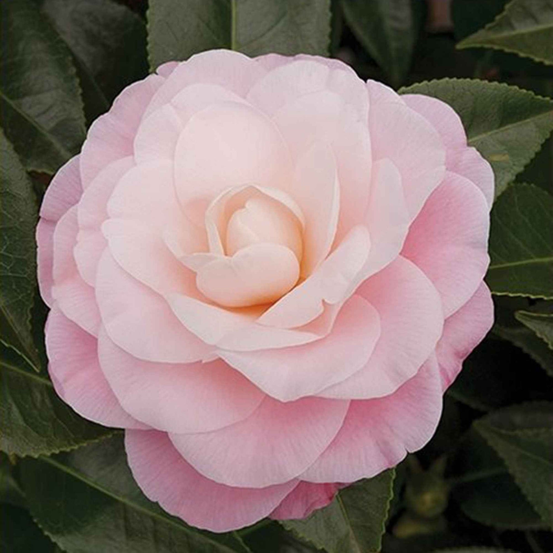 Camélia Camellia japonica 'Nuccio’s Cameo' rose - Arbustes