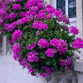 Géranium zonale 'Dark Lilac' - Pelargonium zonale 'dark lilac' - Willemse