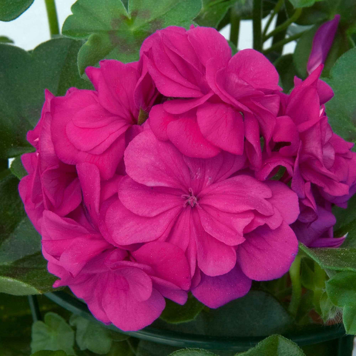 3 Géraniums zonales roses abricot - Pelargonium zonale 'dark lilac' - Plantes vivaces