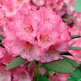 Rhododendron Wine & Roses - Willemse