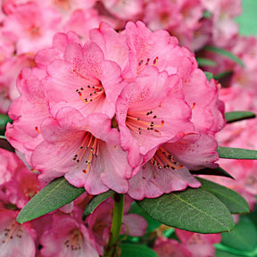 Rhododendron Wine & Roses - Rhododendron  Wine & Roses - Willemse
