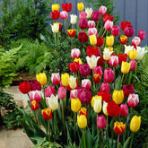 30 Tulipes 60 days of Tulips en mélange - Willemse