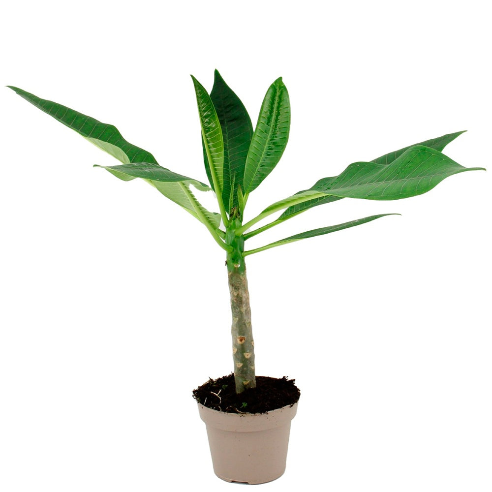 Plumeria rubra bordeau - Frangipanier rouge - Plantes fleuries