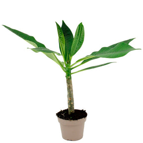 Plumeria rubra bordeau - Frangipanier rouge - Plantes fleuries