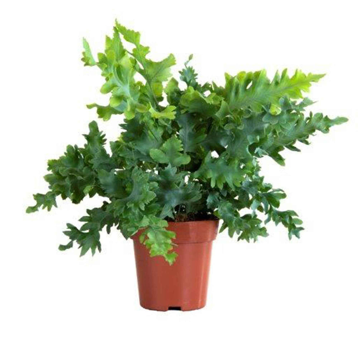 Fougère 'Davana' - Phlebodium aureum 'Davana' - Plantes d'intérieur