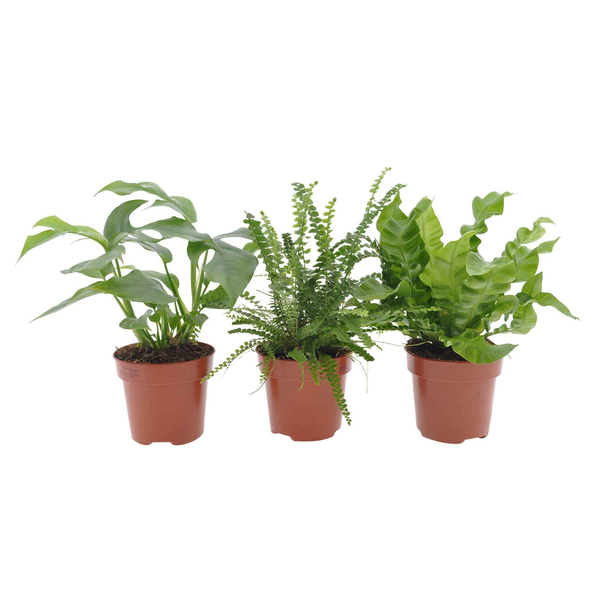 Collection de 3 plantes d'intérieur pour la salle de bain - Nephrolepis Duffii, Monstera minima, Asplenium Crispy Wave - Plantes