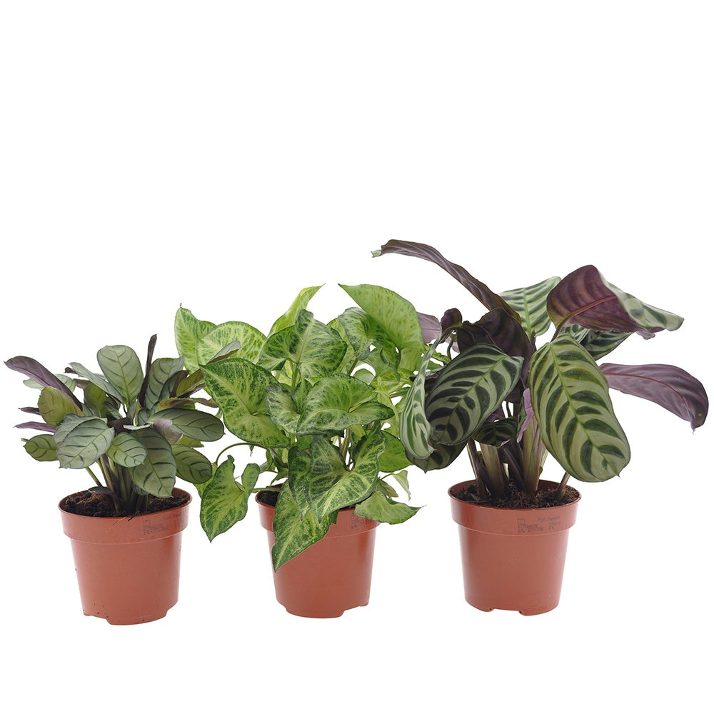 Collection de 3 plantes d'intérieur à feuillage marbré - Ctenanthe burle marxii, ctenanthe amagris, syngonium pixie®