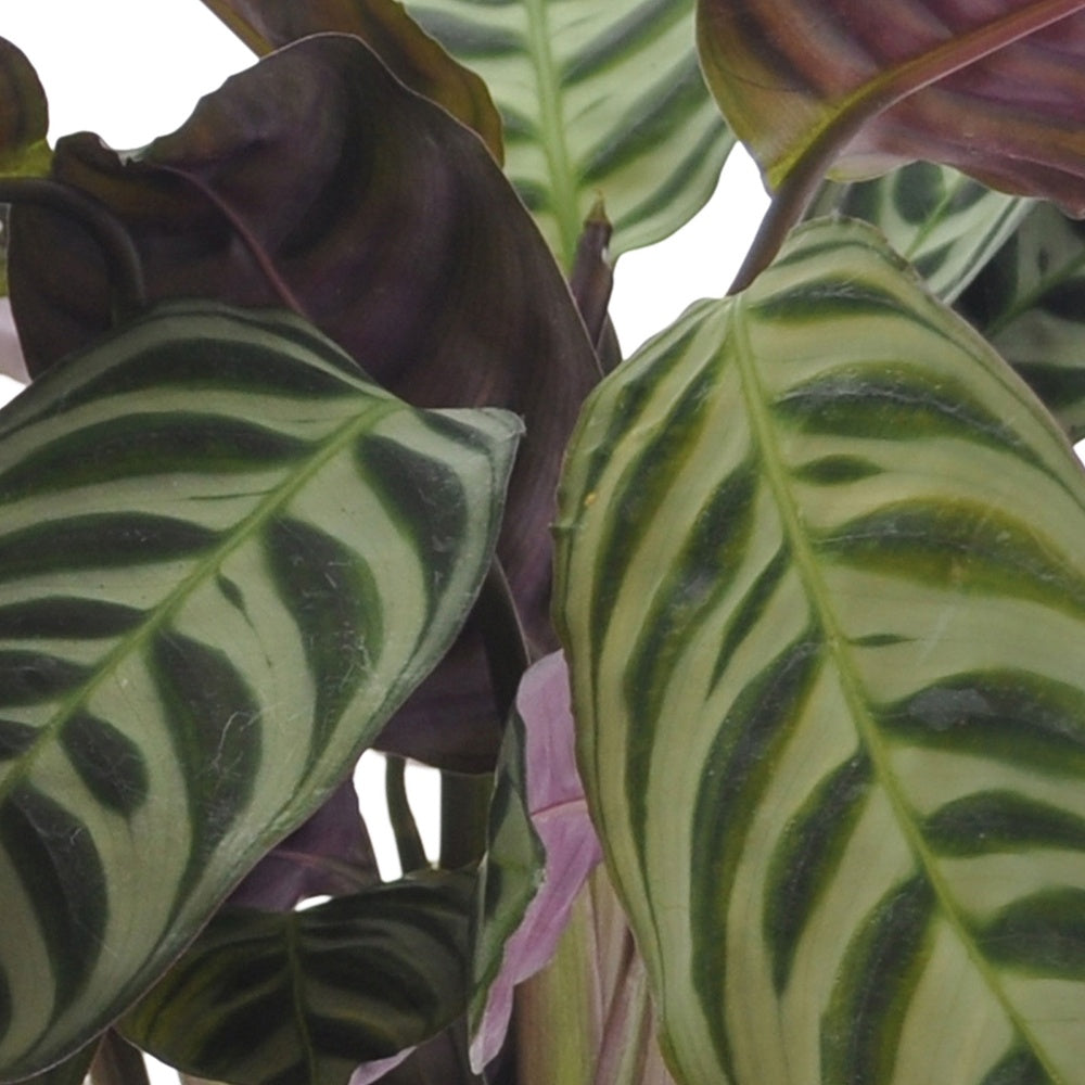 Collection de 3 plantes d'intérieur à feuillage marbré - Ctenanthe burle marxii, ctenanthe amagris, syngonium pixie®