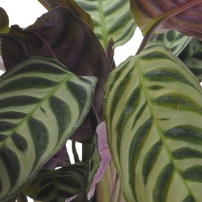 Ctenanthe burle marxii, ctenanthe amagris, syngonium pixie® - Collection de 3 plantes d'intérieur à feuillage marbré - 