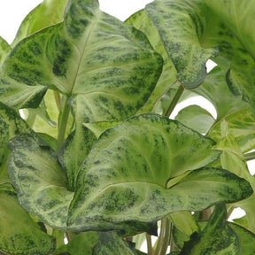  - Collection de 3 plantes d'intérieur à feuillage marbré - Ctenanthe burle marxii, ctenanthe amagris, syngonium pixie®