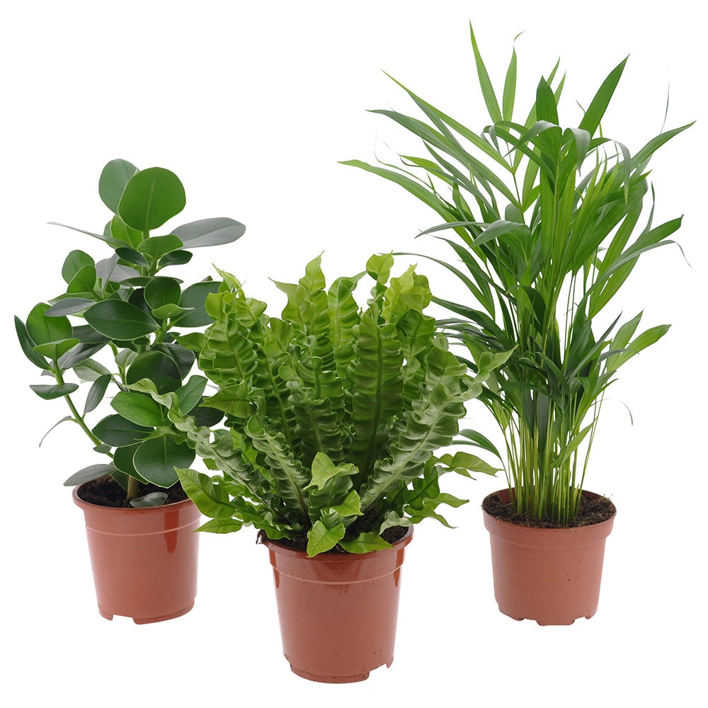 Collection de 3 plantes purificatrices d'air - Clusia, Asplenium 'Crispy Wave', Dypsis