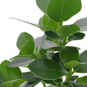 Clusia, Asplenium 'Crispy Wave', Dypsis - Collection de 3 plantes purificatrices d'air - 