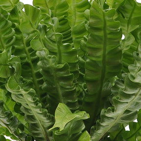 Collection de 3 plantes purificatrices d'air - Clusia, Asplenium 'Crispy Wave', Dypsis