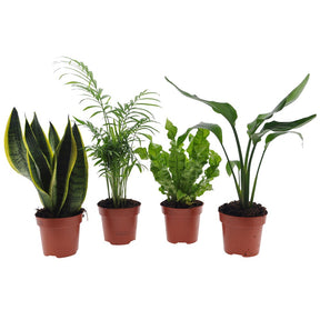 Collection de 4 plantes d'intérieur vertes -  strelitzia, chamaedorea, asplenium crispy wave, sansevieria - Willemse