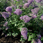 Arbre à papillons Gulliver - Buddleja davidii 'gulliver' - Plantes