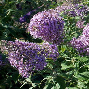 Arbre à papillons Gulliver - Buddleja davidii 'gulliver' - Arbustes