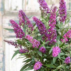 Arbre à papillons Buddleja 'Butterfly Towers' mauve Rustique - Arbustes fleuris