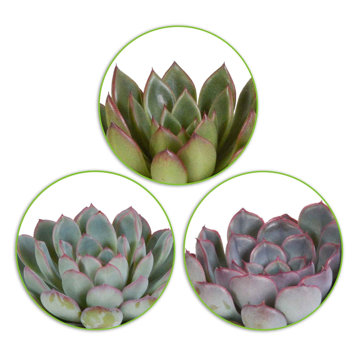 Mélange de 3 écheverias -  echeveria 'apus' ,'mira' & 'hercules' - Plantes d'intérieur